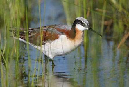 Wilson's Phalarope (Phalaropus tricolor) photo image