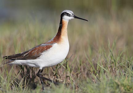 Wilson's Phalarope (Phalaropus tricolor) photo image