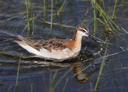 Wilson's Phalarope (Phalaropus tricolor) photo image