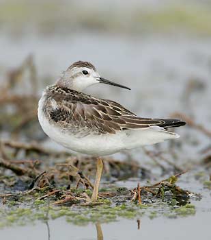 Wilson's Phalarope (Phalaropus tricolor) photo image