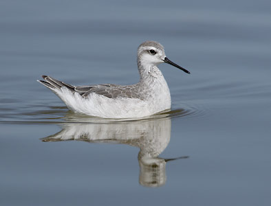 Wilson's Phalarope (Phalaropus tricolor) photo image