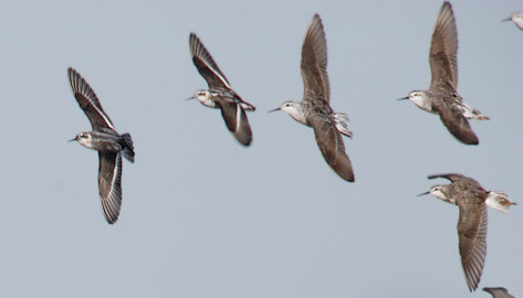 Wilson's Phalarope (Phalaropus tricolor) photo image