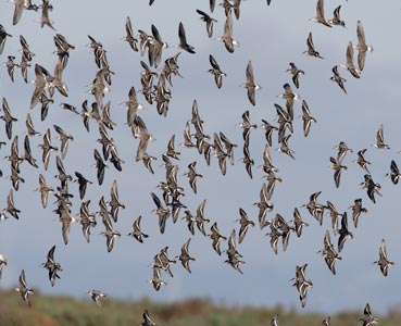 Wilson's Phalarope (Phalaropus tricolor) photo image