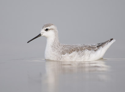 Wilson's Phalarope (Phalaropus tricolor) photo image