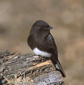 Black Phoebe (Sayornis nigricans) photo image