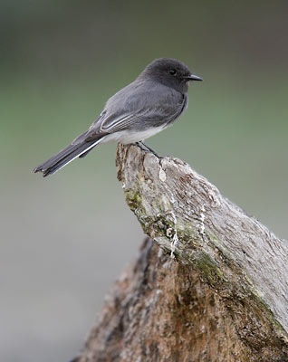 Black Phoebe (Sayornis nigricans) photo