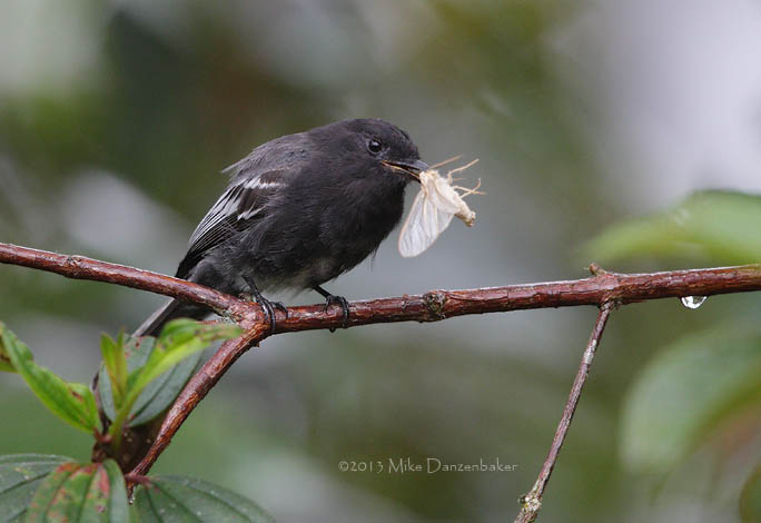 Black Phoebe (Sayornis nigricans) photo