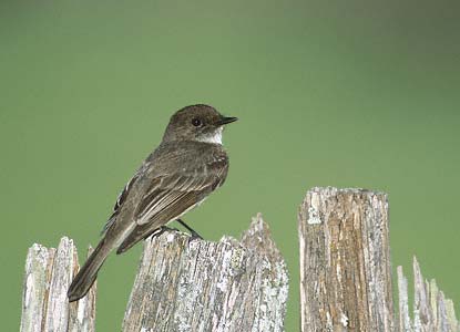 Eastern Phoebe (Sayornis phoebe) photo image