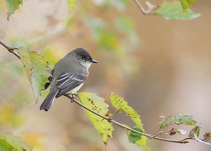 Eastern Phoebe (Sayornis phoebe) photo image