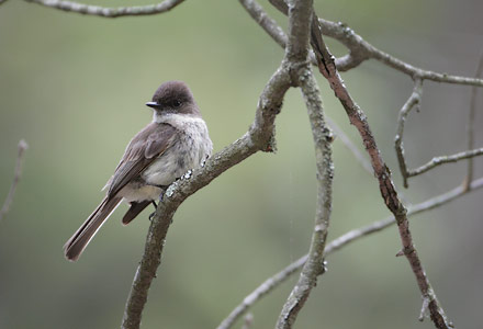 Eastern Phoebe (Sayornis phoebe) photo image