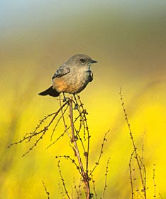 Say's Phoebe (Sayornis saya) photo image
