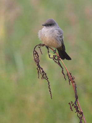Say's Phoebe (Sayornis saya) photo image