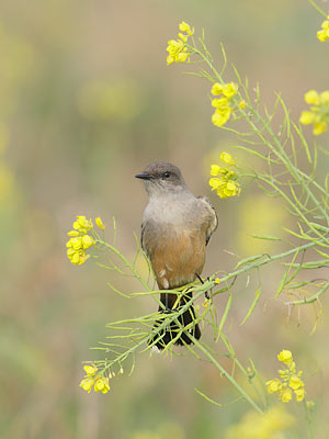 Say's Phoebe (Sayornis saya) photo image