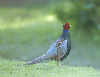 Green Pheasant (Phasianus versicolor) photo image
