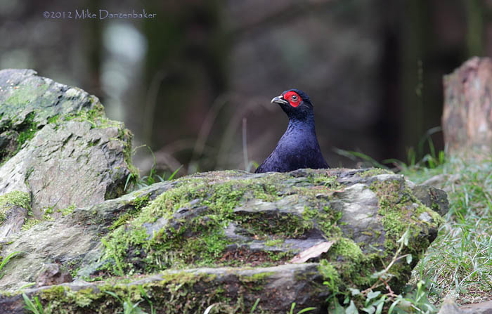 Mikado Pheasant (Syrmaticus mikado) photo image