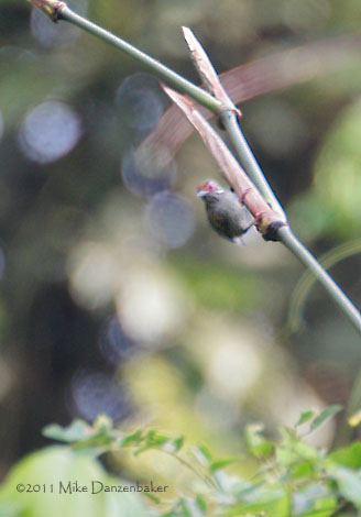 African Piculet (Sasia africana) photo image