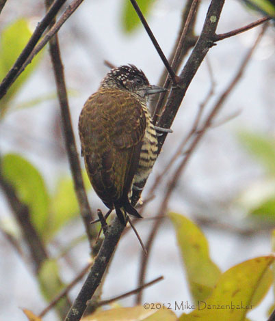 Lafresnaye's Piculet (Picumnus lafresnayi) photo image