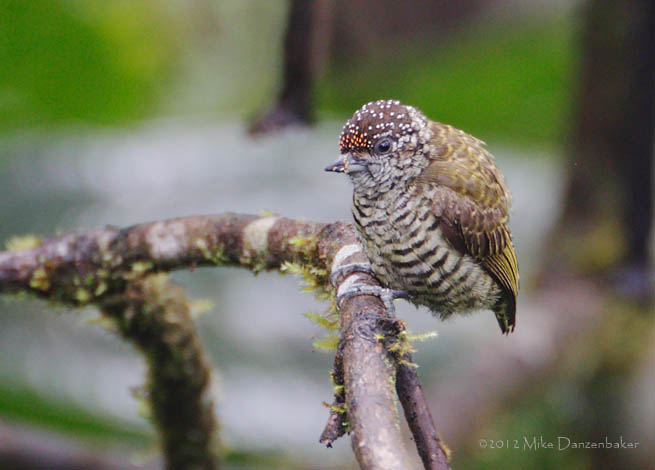 Lafresnaye's Piculet (Picumnus lafresnayi) photo
