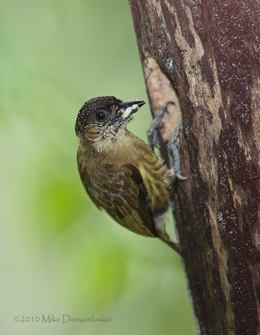 Olivaceous Piculet (Picumnus olivaceus) photo