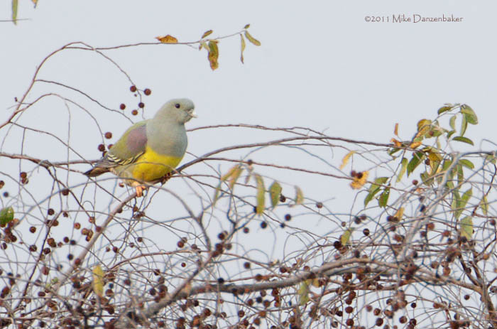 Bruce's Green Pigeon (Treron waalia) photo image