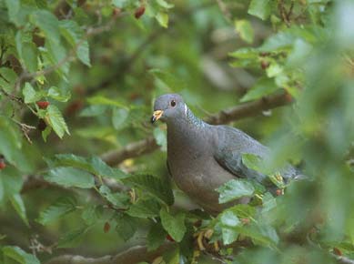 Band-tailed Pigeon (Patagioenas fasciata) photo image
