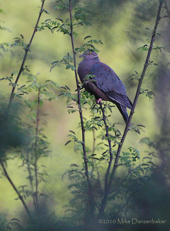 Chilean Pigeon (Patagioenas araucana) photo image