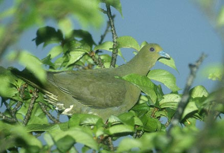 Whistling Green Pigeon (Treron formosae) photo image