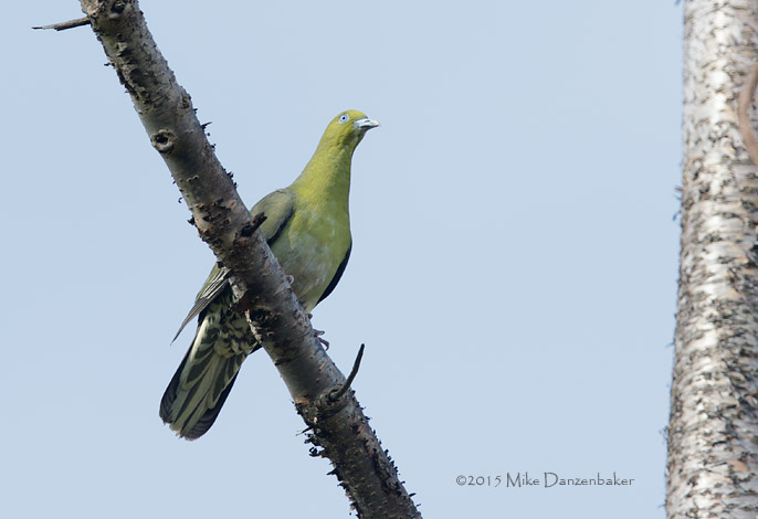 White-bellied Green Pigeon (Treron sieboldii) photo image