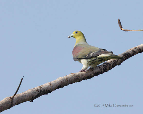 White-bellied Green Pigeon (Treron sieboldii) photo image