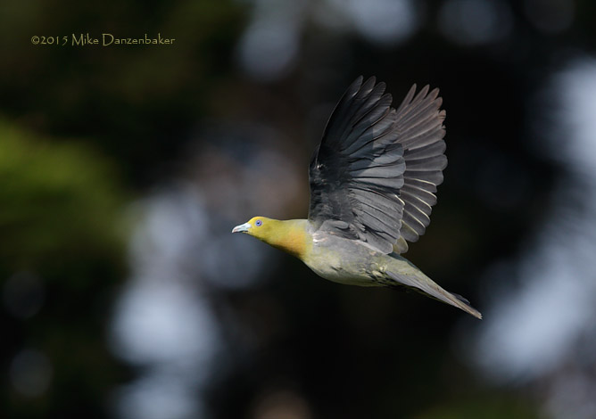 White-bellied Green Pigeon (Treron sieboldii) photo image
