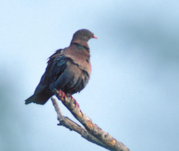 Red-billed Pigeon (Patagioenas flavirostris) photo image