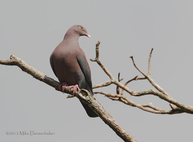 Red-billed Pigeon (Patagioenas flavirostris) photo