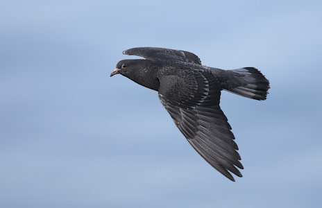 Common Pigeon (Columba livia) photo image