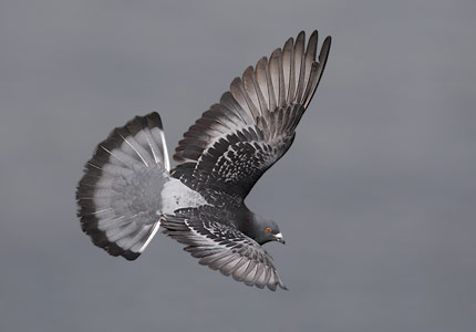 Common Pigeon (Columba livia) photo