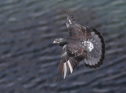 Common Pigeon (Columba livia) photo image