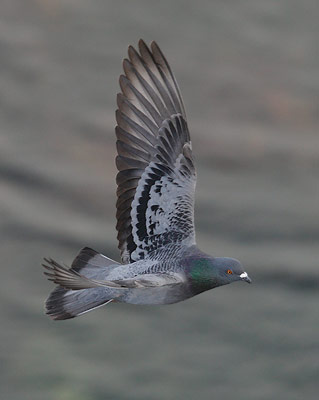 Common Pigeon (Columba livia) photo image