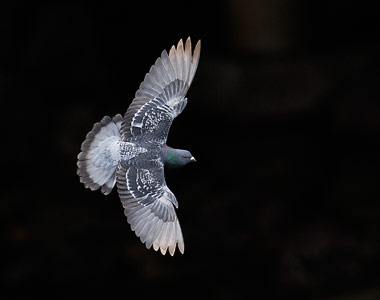 Common Pigeon (Columba livia) photo image