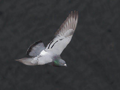 Common Pigeon (Columba livia) photo image