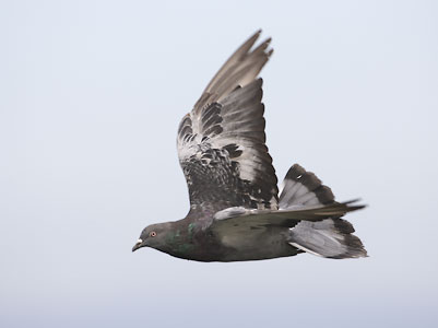 Common Pigeon (Columba livia) photo image