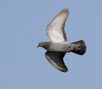 Common Pigeon (Columba livia) photo image