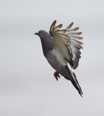 Common Pigeon (Columba livia) photo image