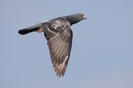 Common Pigeon (Columba livia) photo image