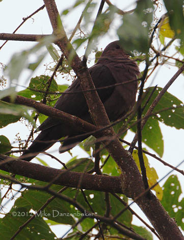 Ruddy Pigeon (Patagioenas subvinacea) photo