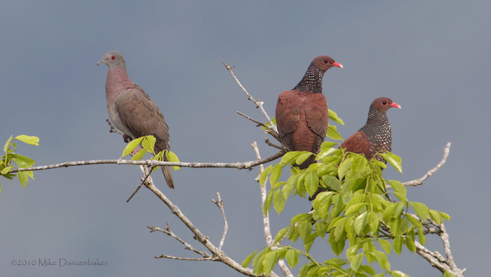 Scaled Pigeon (Patagioenas speciosa) photo image