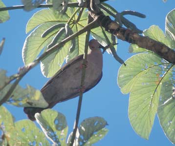 Short-billed Pigeon (Patagioenas nigrirostris) photo image