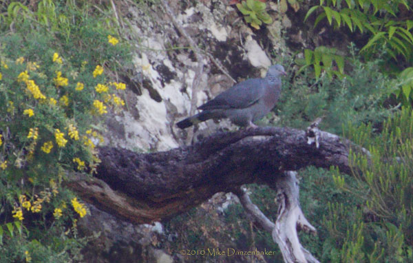 Trocaz Pigeon (Columba trocaz) photo image