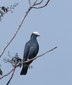 White-crowned Pigeon (Patagioenas leucocephala) photo image