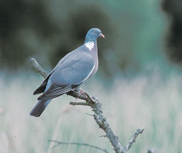 Common Wood Pigeon (Columba palumbus) photo image