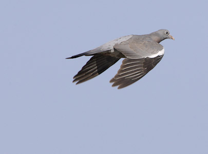 Common Wood Pigeon (Columba palumbus) photo image