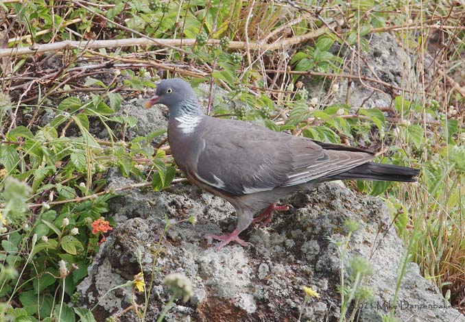Common Wood Pigeon (Columba palumbus) photo image